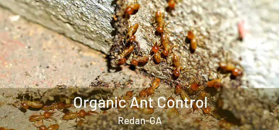 Organic Ant Control Redan-GA