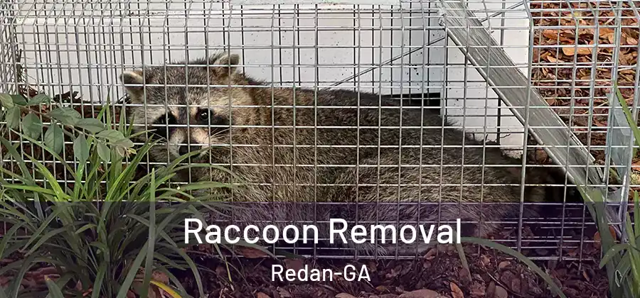 Raccoon Removal Redan-GA