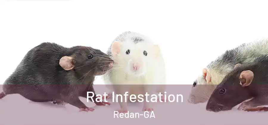 Rat Infestation Redan-GA