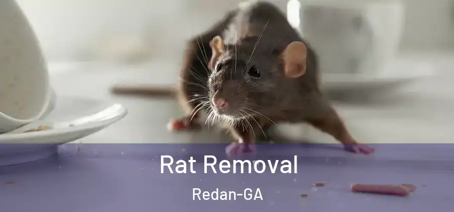 Rat Removal Redan-GA