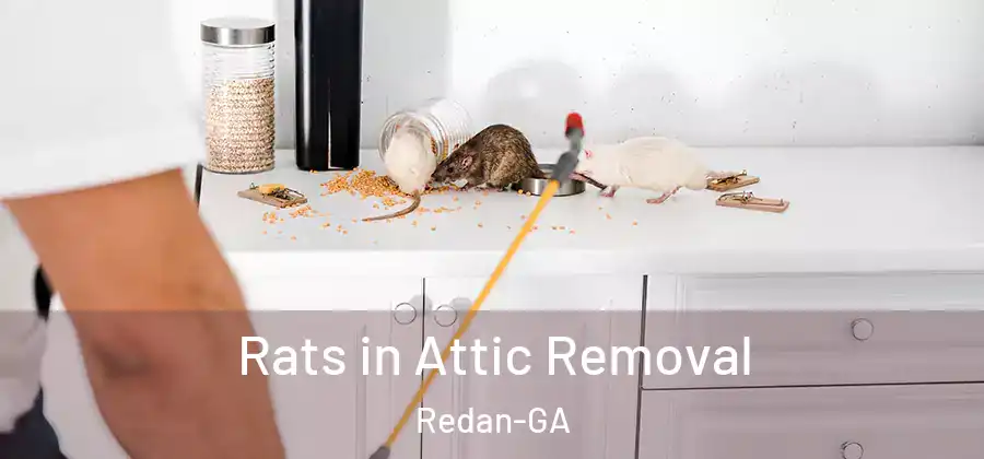 Rats in Attic Removal Redan-GA