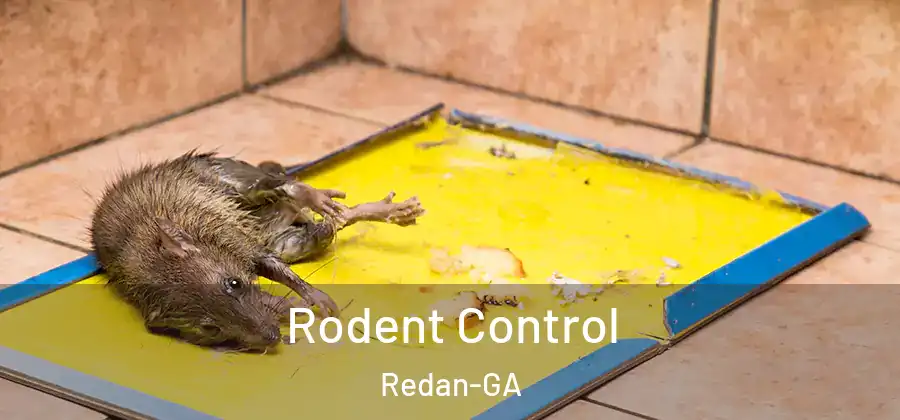 Rodent Control Redan-GA