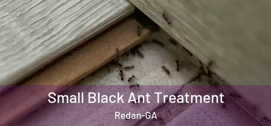 Small Black Ant Treatment Redan-GA