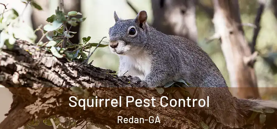 Squirrel Pest Control Redan-GA