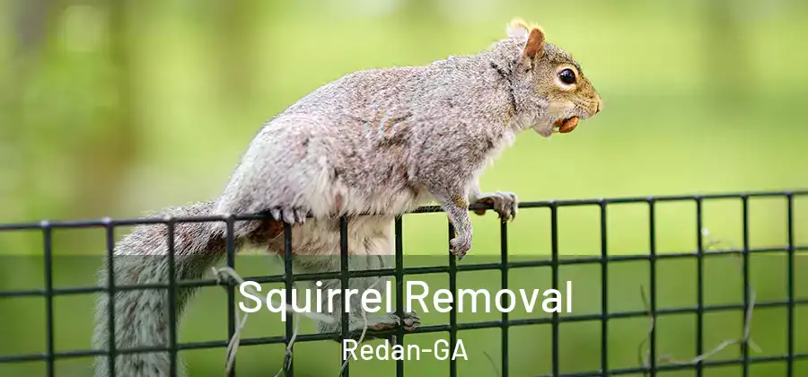 Squirrel Removal Redan-GA