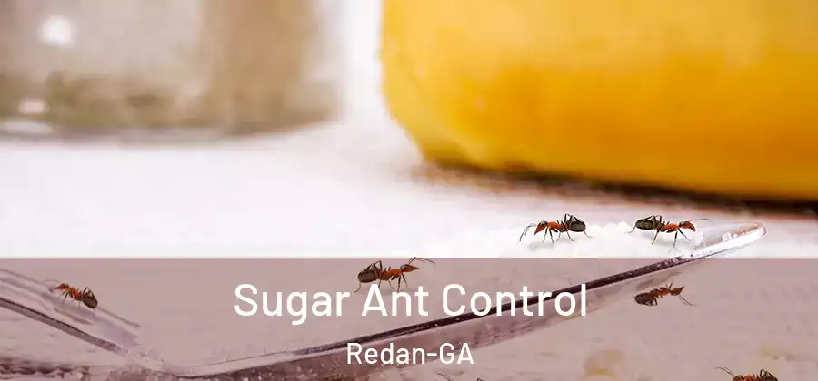 Sugar Ant Control Redan-GA