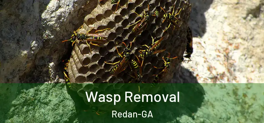 Wasp Removal Redan-GA